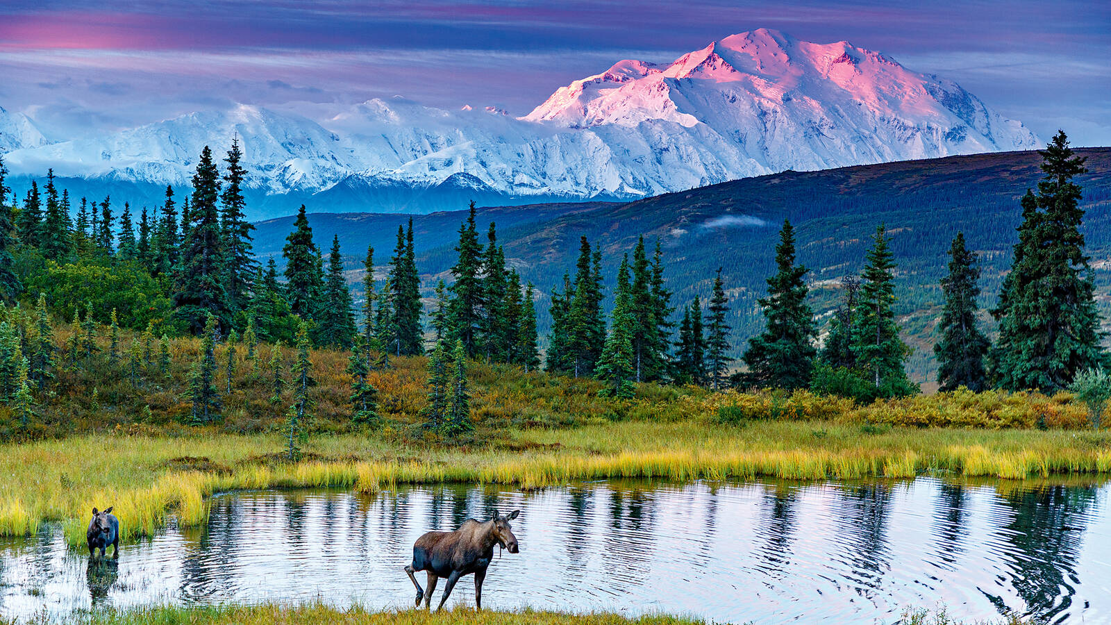 <p>Dawn in Denali National Park and Preserve is an ideal time for wildlife viewing. Pictured: a moose and her calf.</p>