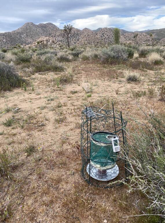 <p>One of Hannah Chu's blowfly traps in Joshua Tree National Park. The trap is baited with squid and equipped with a data logger, which records temperature and relative humidity. Water at the base of the trap precludes ants from entering, while the chicken-wire-wrapped tomato cage prevents tampering by scavengers.  </p>
